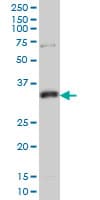 MPG Antibody (clone 1E10)