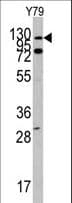 ABL1 / c-ABL Antibody (aa231-260)