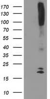 DAND5 Antibody (clone OTI2H3)