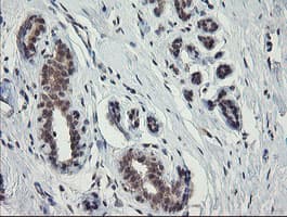 SLA2 / SLAP2 Antibody (clone OTI1F7)