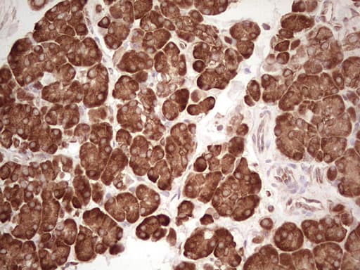 WIBG Antibody (clone OTI2C1)