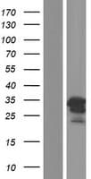 Human C1orf174 Protein (Over-Expression Lysate Myc-DDK (Flag))