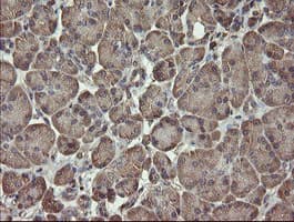 PHF7 Antibody (clone OTI1G9)