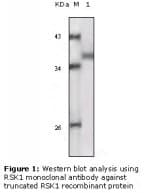 RPS6KA1 / RSK1 Antibody (clone 10B1D7A9, 10B1D7E12)