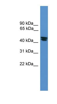 PathPlus™ OPRL1 / ORL1 Antibody (aa231-280)