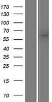 SACM1L / SAC1 Protein (Over-Expression Lysate Myc-DDK (Flag))