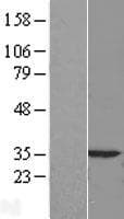Human CASP3 / Caspase 3 Protein (Over-Expression Lysate Myc-DDK (Flag))