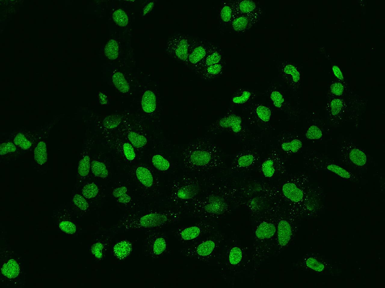 FAM217B / C20orf177 Antibody