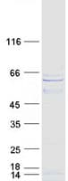 Human FLJ12529 / CPSF7 Protein (Recombinant Myc-DDK (Flag))