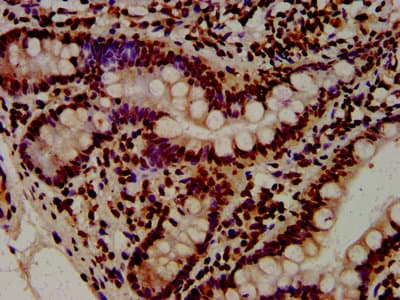 HIST1H4I Antibody
