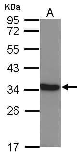 LDHC / Lactate Dehydrogenase C Antibody