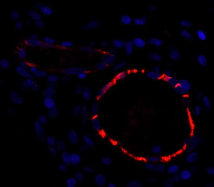 PECAM-1 / CD31 Antibody (aa700-C-term)