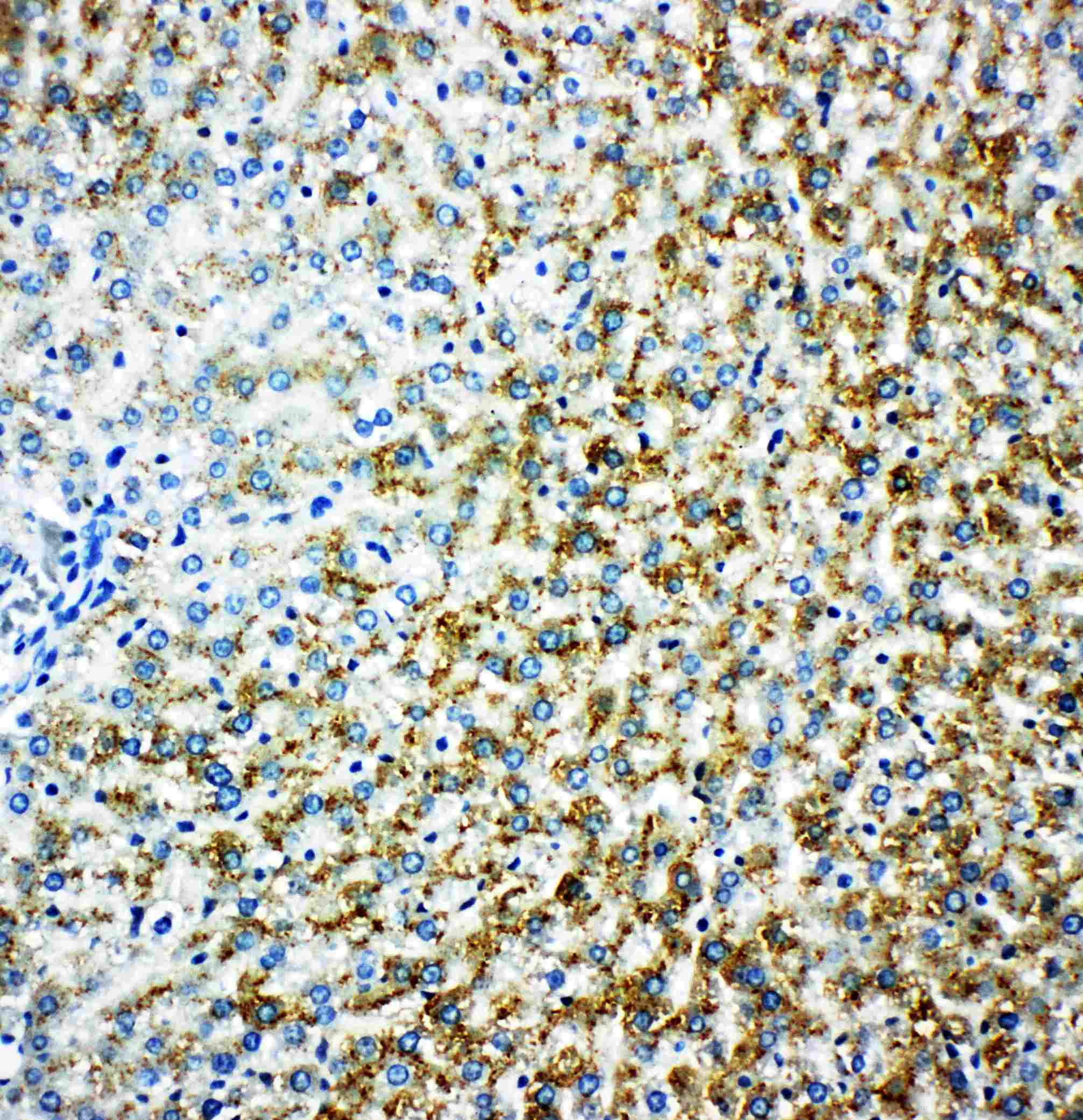 MAOB / Monoamine Oxidase B Antibody (aa42-56)