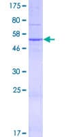 Human NIPSNAP3A Protein (Recombinant GST)