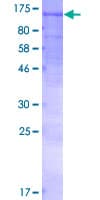 Human NOD1 Protein (Recombinant GST)