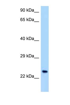 OSCAR Antibody (C-Terminus)