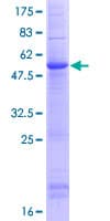 Human CLEC9A Protein (Recombinant GST)