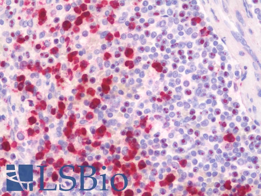 IHC-plus™ SRSF9 / SFRS9 Antibody