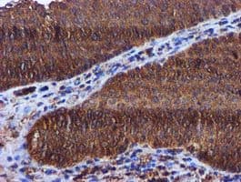 KEAP1 Antibody (clone OTI1B4, Carrier-free)