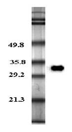 Adiponectin Antibody (Biotin)