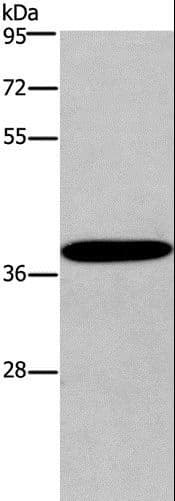 CCR2 Antibody