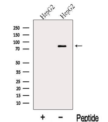 MIPEP Antibody