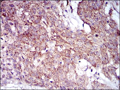 Monoclonal Mouse anti-Human MRPL42 / MRPS32 Antibody (clone 3H6G11, aa142-203, IHC, IF, WB)