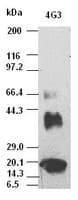 VEGFA / VEGF Antibody (clone OTI4G3)