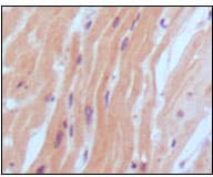 NPPB / BNP Antibody (clone 9H6B4)