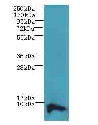 COX17 Antibody