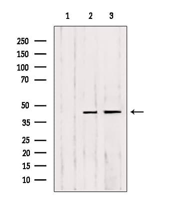 Polyclonal Rabbit anti-Human MMP23 Antibody (IF, WB)