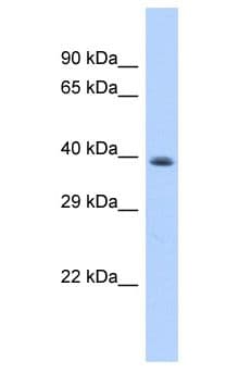 LPPR3 Antibody (aa156-205)