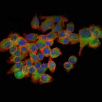 EIF4E Antibody (clone 5D11)