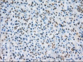 NME4 Antibody (clone OTI4F10)