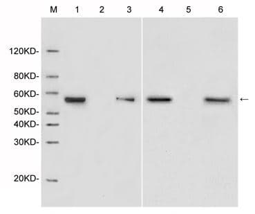Monoclonal Rabbit DYKDDDDK Tag Antibody (clone 114F12C8, WB)