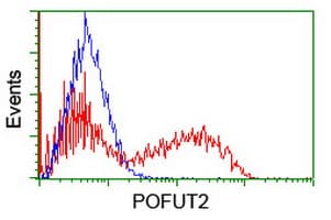 POFUT2 Antibody (clone OTI5H1)