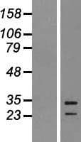 EBI3 / IL-27B Protein (Over-Expression Lysate Myc-DDK (Flag))