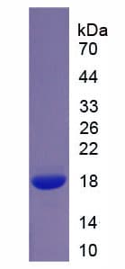 Mouse SRGN / Serglycin Protein (Recombinant His)
