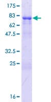 Human RBM23 Protein (Recombinant GST)