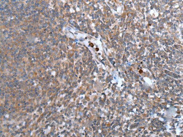CCN5 Antibody