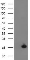 UBL4A Antibody (clone OTI3C12)