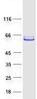 Human POC1B / WDR51B Protein (Recombinant Myc-DDK (Flag))