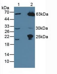 MASP1 / MASP Antibody (aa20-447, APC)