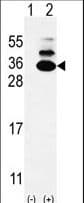 Polyclonal Rabbit anti-Human KXD1 / C19orf50 Antibody (aa59-85, IHC, WB)