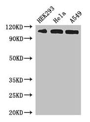 IPO13 / LGL2 Antibody