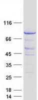 Human MISP / C19orf21 Protein (Recombinant Myc-DDK (Flag))