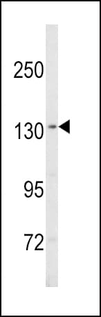 SREBF1 / SREBP-1 Antibody (aa349-378)