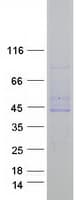 Human FAM46C Protein (Recombinant Myc-DDK (Flag))