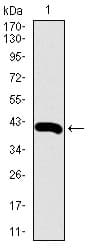 Monoclonal Mouse anti-Human RPL18A Antibody (clone 6G6G10, aa50-176, IHC, IF, WB)