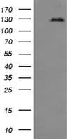 IHC-plus™ CD163 Antibody (clone 3D4)